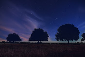Silhouette Of Trees