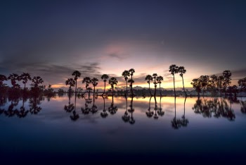 Silhouette of Trees