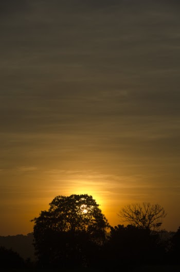 Silhouette of Trees Against Orange Sun during Sunsset