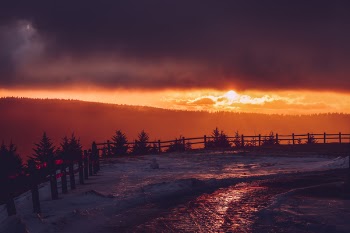 Silhouette of Trees and Fence