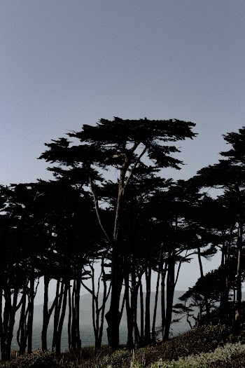 Silhouette of Trees and Grass