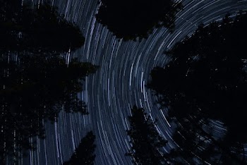Silhouette Of Trees and Star Trail Photography