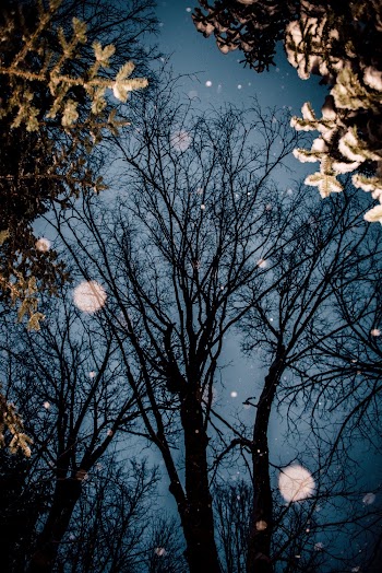Silhouette of Trees at Night