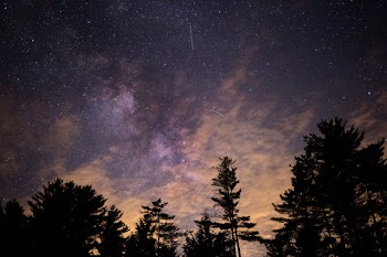 Silhouette of Trees at Night
