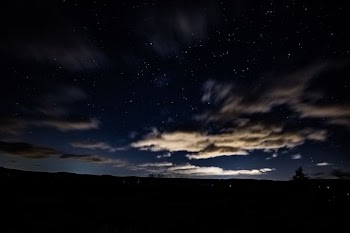 silhouette of trees at nighttime