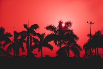 Silhouette of Trees during Golden Hour