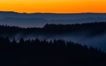 silhouette of trees during golden hour