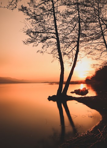 Silhouette of Trees during Golden Hour