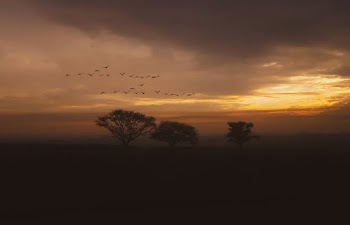 Silhouette of Trees during Golden Hour