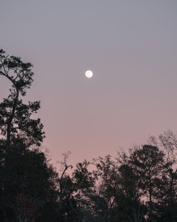 Silhouette of Trees during Night Time · Free Stock Photo