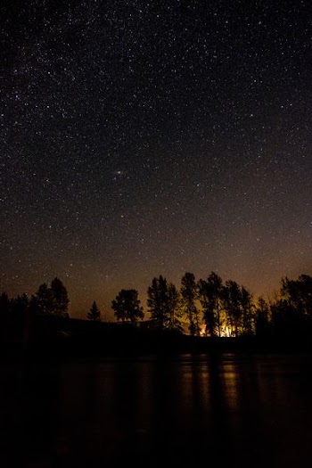 silhouette of trees during nighttime