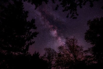 silhouette of trees during nighttime