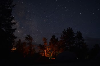 Silhouette of Trees during Nighttime
