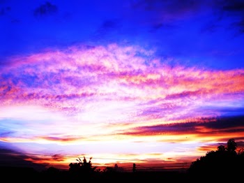 Silhouette of Trees during Sunset