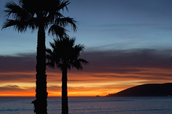 Silhouette of Trees During Sunset