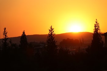 Silhouette of Trees During Sunset