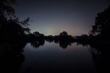 Silhouette of Trees Near Body of Water