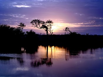 Silhouette of Trees Near Body of Water