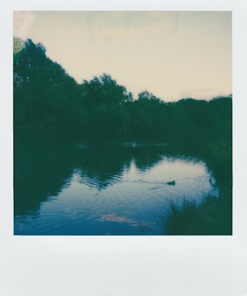 Silhouette of Trees Near Lake