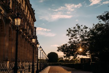 Silhouette of Trees Near Lamp Posts
