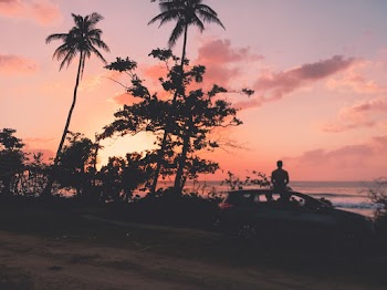 Silhouette  Of Trees Near Ocean