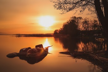 Silhouette of Trees Nearby Water