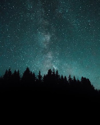 silhouette of trees over horizon during nighttime