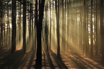 silhouette of trees surrounded with fogs