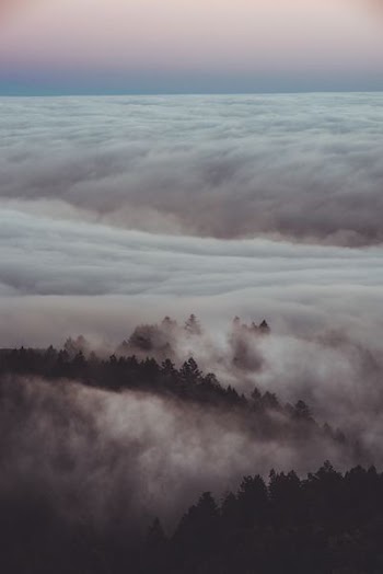 silhouette of trees through sea of clouds