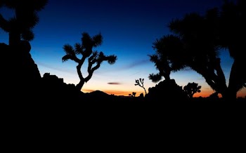 silhouette of trees under blue skies during golden hour