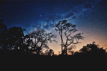 silhouette of trees under blue sky
