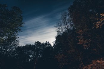 silhouette of trees under blue sky