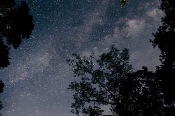 Silhouette of Trees Under Clear Night Sky