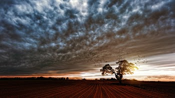 Silhouette of Trees Under Cloudy Skies