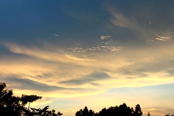 Silhouette of Trees Under Cloudy Sky