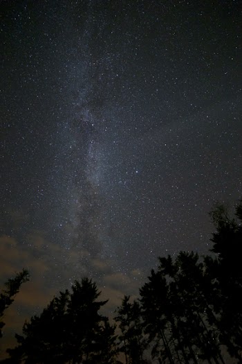 Silhouette of Trees Under Dark Sky
