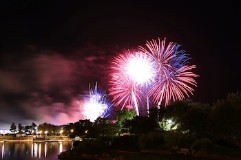 Silhouette of Trees Under Fireworks