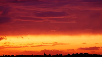 Silhouette of Trees Under Orange and Red Sky