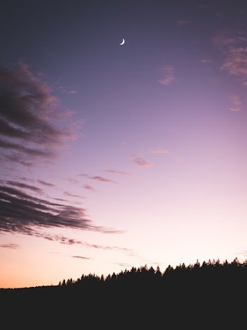 Silhouette of Trees Under Purple Sky during Sunset