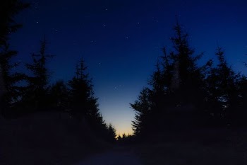 silhouette of trees under starry night