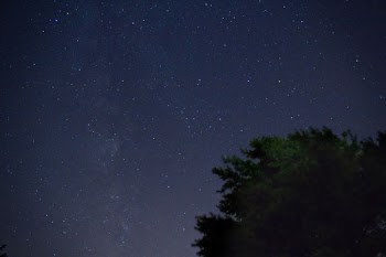 silhouette of trees under starry night