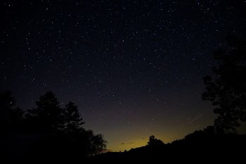 silhouette of trees under starry sky