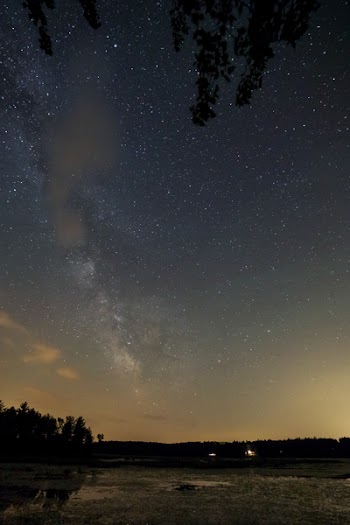 Silhouette of Trees Under Starry Sky