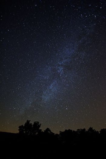 silhouette of trees under stars