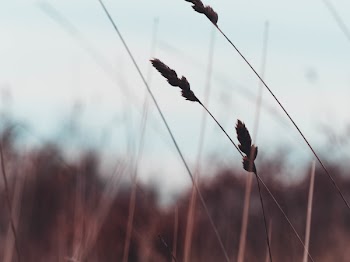 Silhouette of Wheat