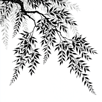 Silhouette of Willow Branch Against White Background