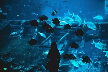 silhouette of woman near aquarium