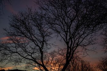 Silhouette Photo Of Bare Tree