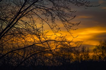 Silhouette Photo of Branches of Tree During Dusk