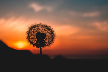 Silhouette Photo of Dandelion